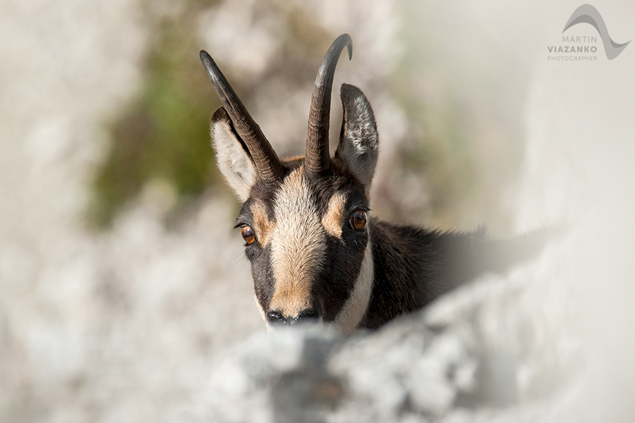 kamzik vrchovský tatranský, rupicapra rupicapra tatrica, chamois, gemse, wildlife, photo, divoká príroda, kamzík alpský, vysoké tatry, foto, high tatras